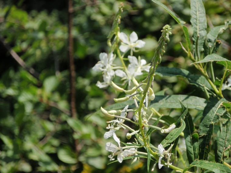 Chamaenerion (ex Epilobium) angustifolium var. album
